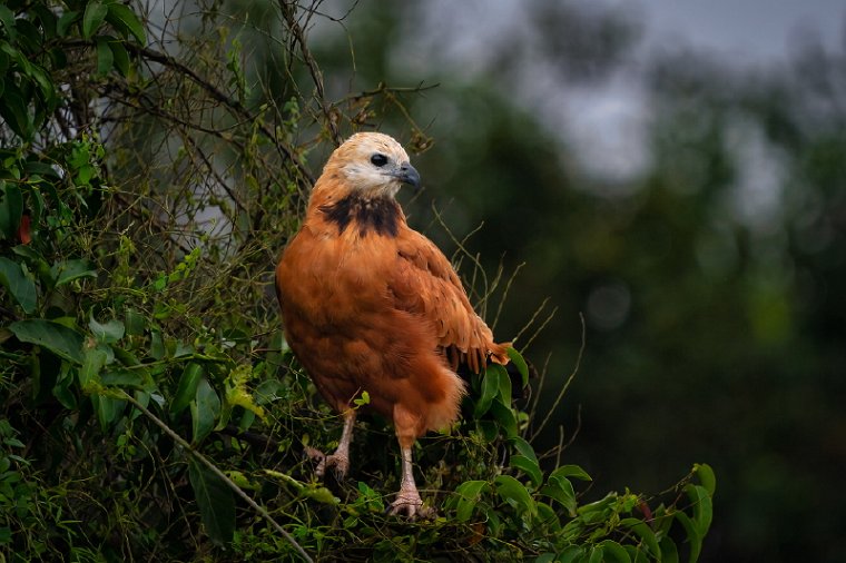 081 Noord Pantanal, moerasbuizerd.jpg